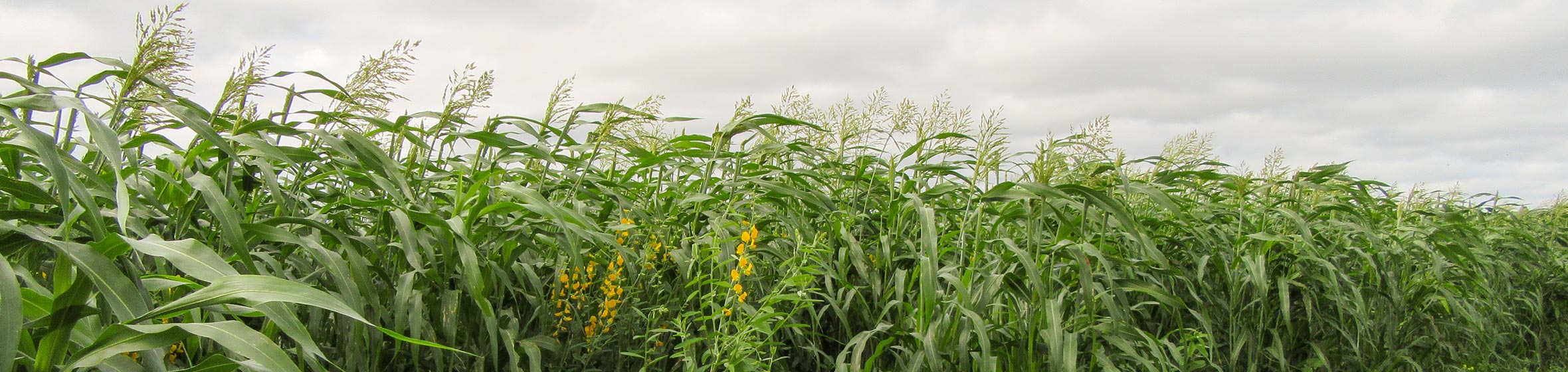 Regenerative agriculture crop results